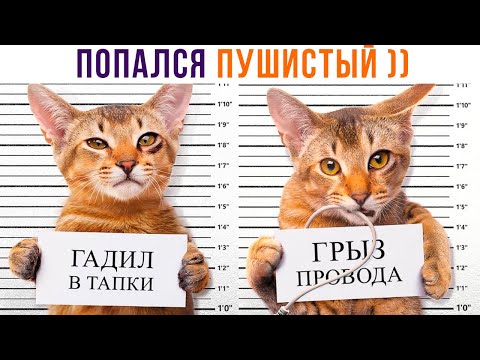 Видео: ПОПАЛСЯ ПУШИСТЫЙ ))) Приколы с котами | Мемозг 1251