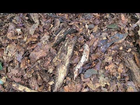 Видео: Закладываю органическую грядку на следующий сезон.