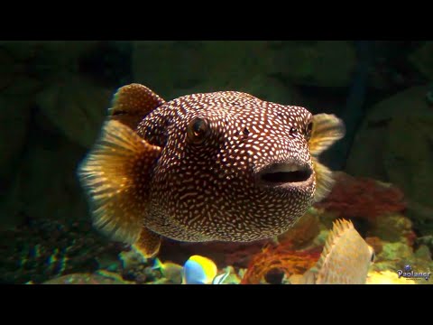 Видео: Санкт-Петербургский Океанариум (2021)