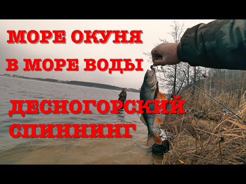 Видео: Море окуня в море воды. Десногорский спиннинг.