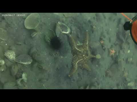 Видео: 11 мая 2025 г.