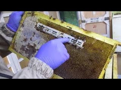 Видео: Метод Миленина М. И. Часть 2. Пчеловодство успешное.