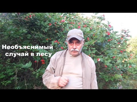 Видео: Необъяснимый случай в лесу