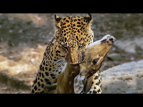 Видео: Цейлонский леопард – охотится на крокодилов и нападает на людей! Настоящий хозяин острова!