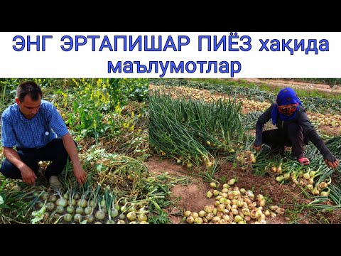 Видео: ЭНГ ЭРТАПИШАР ПИЁЗ хақида маълумотлар