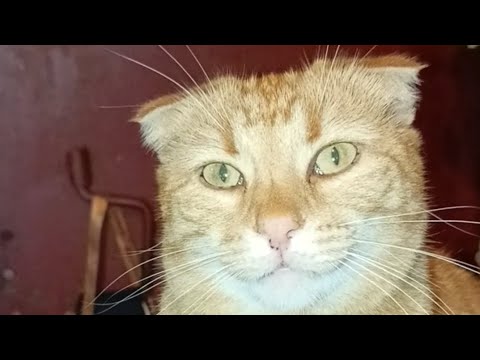 Видео: Наш приют "Солнышко 🌞 #приютсолнышко 🥰