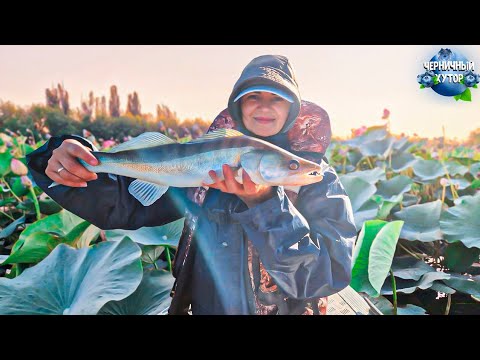 Видео: Разрываемся от бешеного клёва. Не знаем какую рыбу ловить: сазана, судака или сома. Отдых на р.Волге