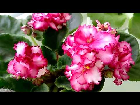 Видео: ФИАЛКИ. СОРТА И ОСОБЕННОСТИ.Что цветёт в конце февраля. My beautiful African Violet.
