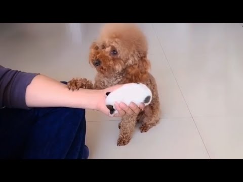 Видео: Я принесла домой двухдневного брошенного щенка. Реакция моей беременной собаки растопила мое сердце.