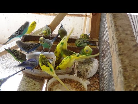 Видео: Начал проводить профилактику от болезней у попугаев, канареек, амадин, щеглов.