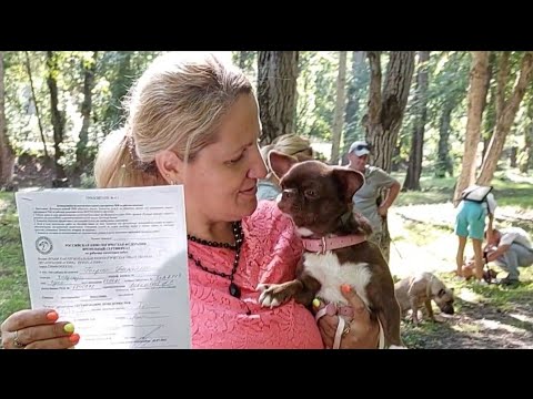 Видео: СМОТРЕТЬ ДО КОНЦА ❗️Собаки чихуахуа СО ЗДОРОВОЙ ПСИХИКОЙ питомник #Кастропуло #Крым 