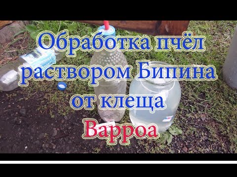 Видео: Обработка от клеща Варроа Бакфаста и Карники водным раствором Бипина и его результат