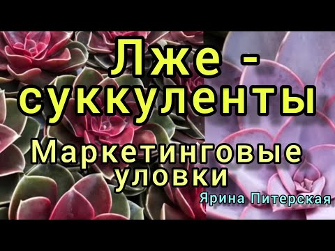 Видео: Лже-суккуленты.Маркетинговые уловки.