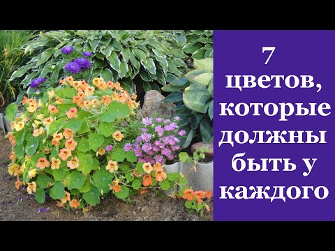 Видео: ❀ 7 цветов, которые обязательно должны быть на каждом дачном участке