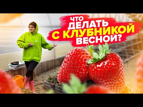 Видео: ВСЕ о КЛУБНИКЕ ВЕСНОЙ: подкормки, обработка от вредителей, спасение замерзших растений