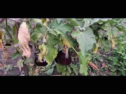 Видео: Обзор участка на 21.09.2024г. до сих пор собираем урожай)))🍆🥒🍅🌶 #деревня #огород #деревенскиедела