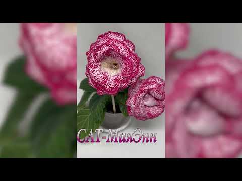 Видео: Сортовые Глоксинии