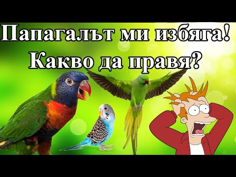 Видео: Какво да правим, ако папагалът ни избяга??
