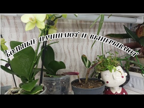 Видео: 😷ЛЕЧИМ СТРОМАНТУ в прямом эфире!