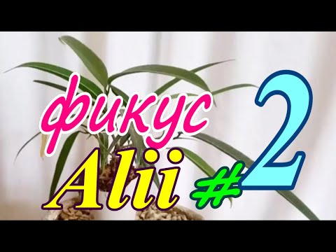 Видео: Фикус Али Ficus binnendijkii 'Alii'. Выращиваю из черенка. #2 Весна 2023