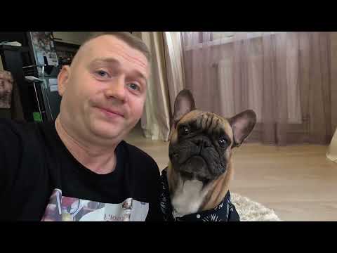 Видео: Очень интересный экземпляр #французскийбульдог #собакаприколы #бульдог #funnydogs #frenchbulldog 