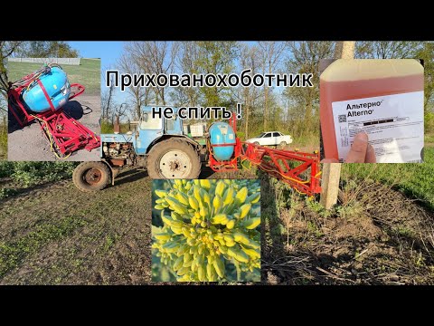 Видео: 📍Обприскування ріпаку⁉️ Прихованохоботник не спить❗️Обприскувач впав 🚜👍