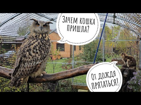 Видео: Первый жалкий снег. Кошке Морошке не понравилось гулять, сова Ёль мочит ухи, начинают зацветать орхи