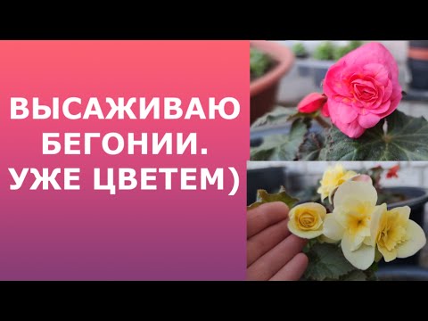Видео: Высаживаю бегонии из семян и беллеконии.
