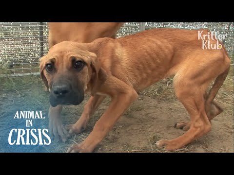 Видео: Собака, которая живет в аду | Животное в кризис EP106