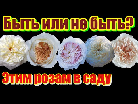Видео: Сравнительный обзор срезочных роз Дэвида Остина.