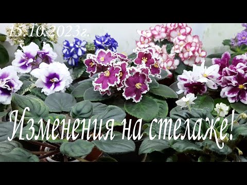 Видео: Изменения на стелаже для фиалок, теперь помещается больше сортов!