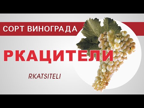 Видео: Сорт винограда Ркацители