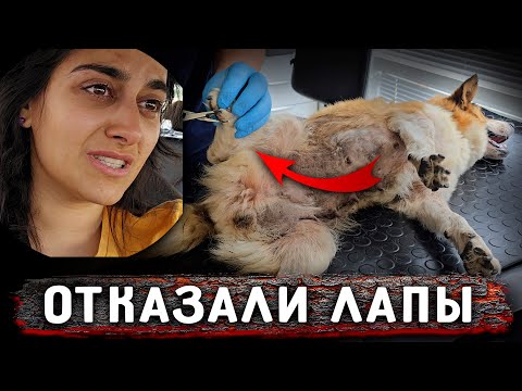 Видео: Случилось страшное. Покусали Боню. Нукер остановил.Отказали лапы. Органы целы. Тенька снова зашивают
