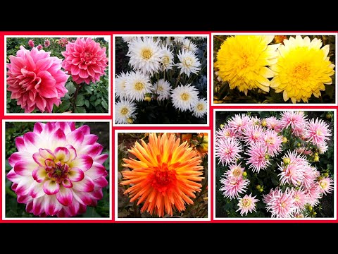 Видео: Как сохранились георгины 🌸 Итоги эксперимента