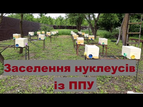 Видео: Заселення нуклеусів із ППУ/ Заселение нуклеусов из ППУ