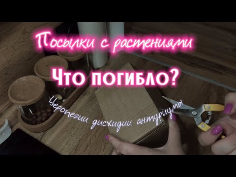 Видео: что ПОГИБЛО | ПОСЫЛКИ с растениями || РАСПАКОВКА