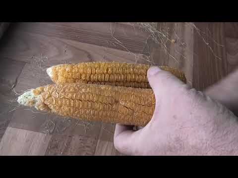 Видео: Заготавливаю семена кукурузы