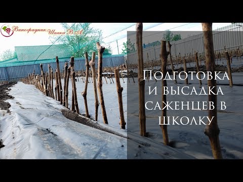 Видео: Школка виноградных саженцев. Нарезка черенков и посадка