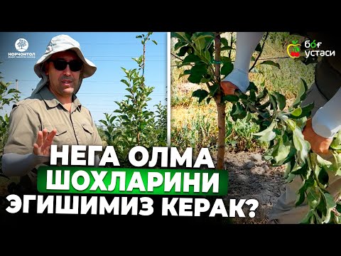 Видео: ОЛМАНИ ҚЎЛИНИ ҚАЙИРДИНГИЗМИ? НИМА УЧУН ҚАЙИРАМИЗ? | ШУҲРАТ АБРОРОВ #shuhratabrorov #olma #norchontol