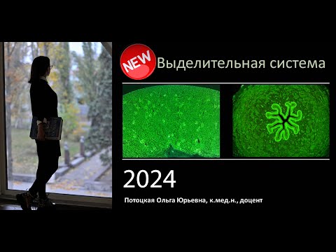 Видео: 24. Выделительная система