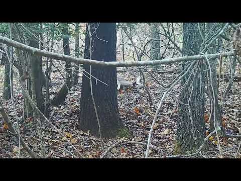 Видео: Оленьи собаки гоняют 2 оленя!!!!