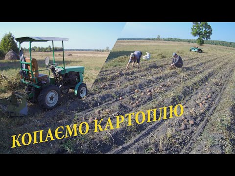 Видео: Копаємо картоплю. 2023р.