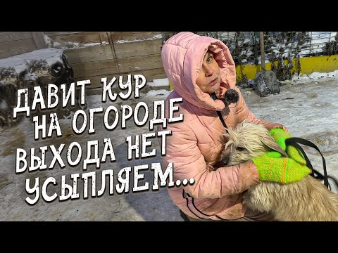 Видео: Спасение животных / Усыпляют пса потому что давит кур на огороде / Трубач поехал на испыталку