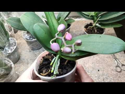 Видео: Орхидеи от садовника в дом  Что нужно сделать?