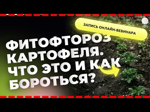 Видео: Фитофтороз картофеля  Что это и как с ним бороться