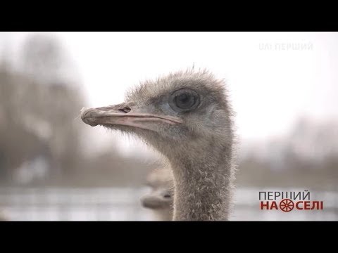 Видео: Перший на селі. Чому вигідно розводити страусів?