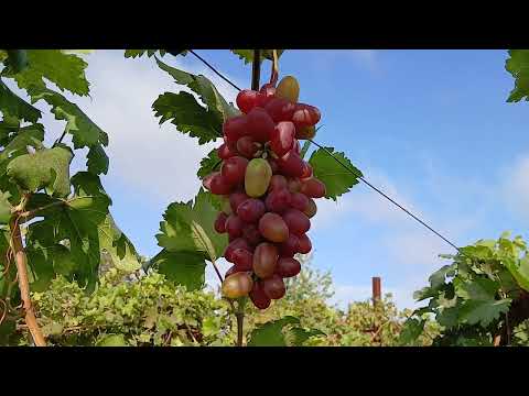 Видео: Жар-птица и другие формы на моем винограднике.