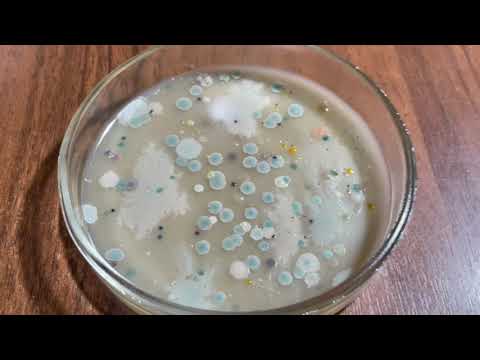 Видео: Эксперимент с чесноком