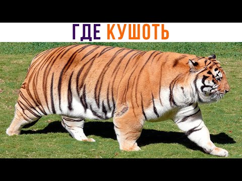 Видео: МОЙ ВНУТРЕННИЙ ЗВЕРЬ ))) Приколы с котами | Мемозг 1110