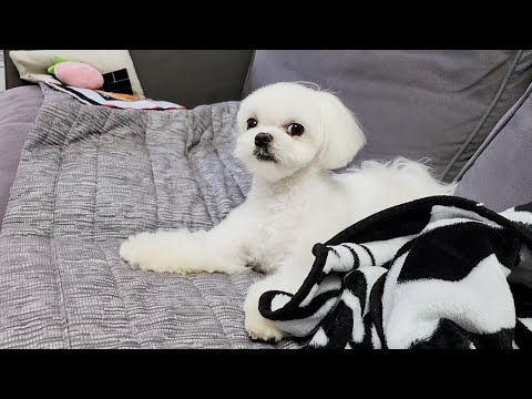 Видео: Щенок, который видит только шанс как-то пошутить